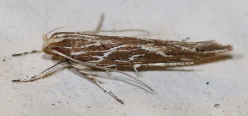 Pyroderces argyrogrammos